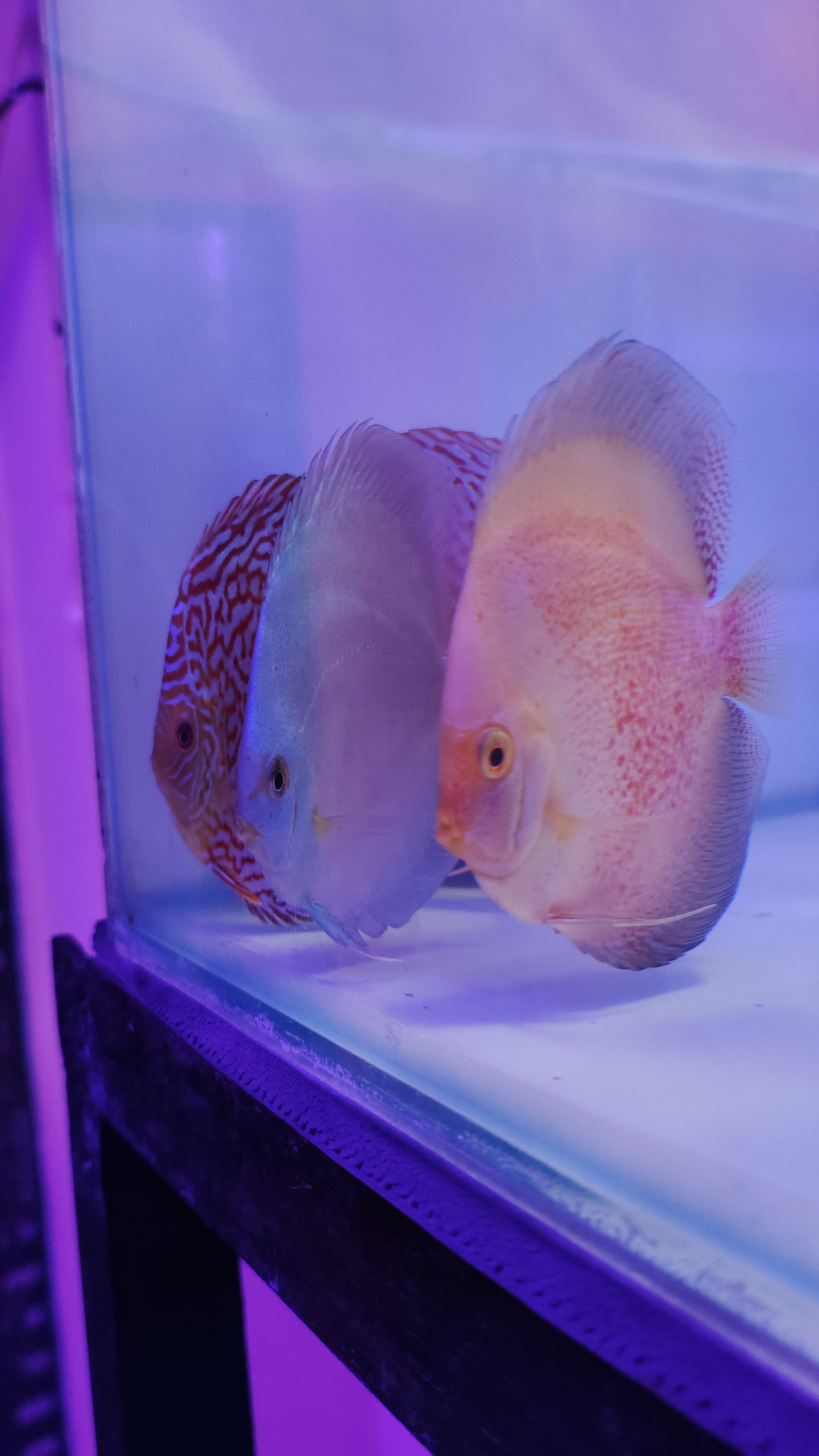 Asia Aquatics - ASIA AQUATICS in THANE