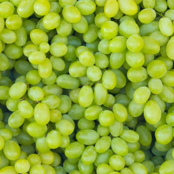 HALARI FRUIT CENTRE - Gallery in Rajkot