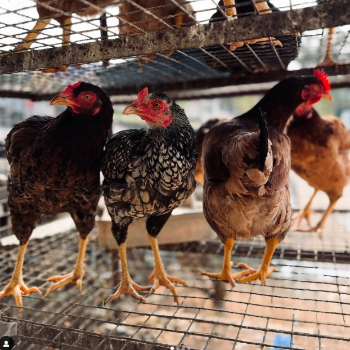 YADAGIRI CHICKEN CENTER - Gallery in Hyderabad