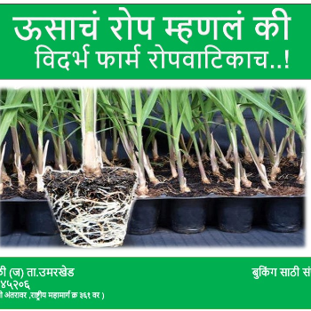 VIDHARBHAFARMS AGRO PRODUCER COMPANY LTD - Gallery in Umarkhed