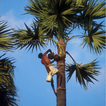 RKG PALM JAGGERY PALM SUGER - Gallery in Kanyakumari