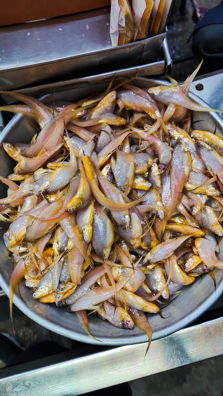 B D TARU FISH SUPPLIERS - Gallery