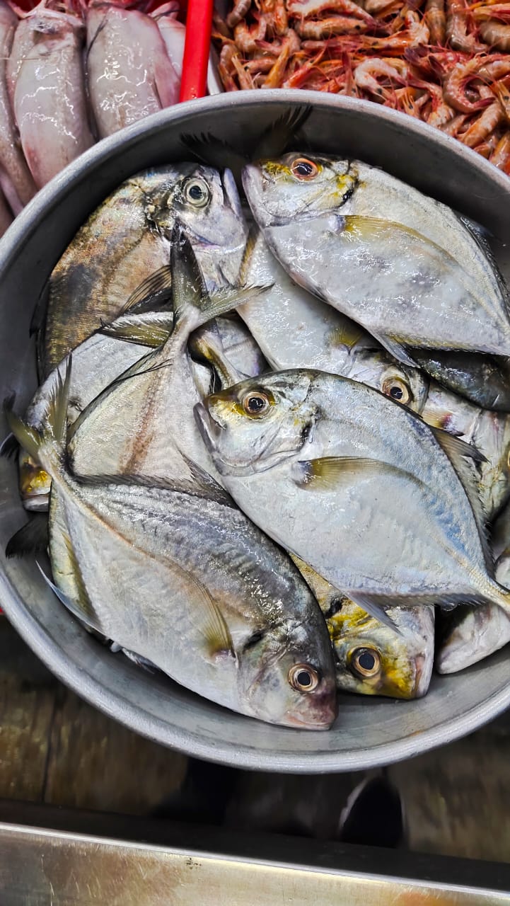 B D TARU FISH SUPPLIERS - Gallery