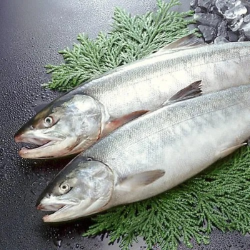 BJS FISH COMPNY - Gallery in Hyderabad