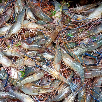 BJS FISH COMPNY - Gallery in Hyderabad