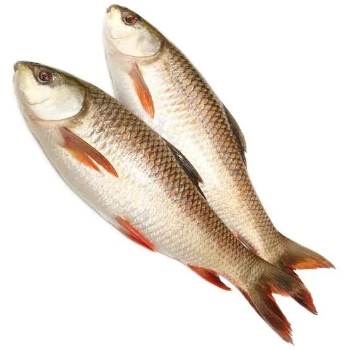 BJS FISH COMPNY - Gallery in Hyderabad