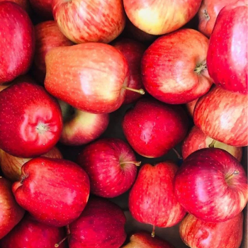HALARI FRUIT CENTRE - Fresh Juicy Apple - Premium Grade in Rajkot