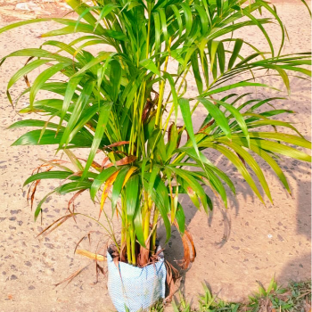 GREEN SOLUTIONS NURSERY - Arika Palm Plant - Air Purifier & Décor in Amritsar