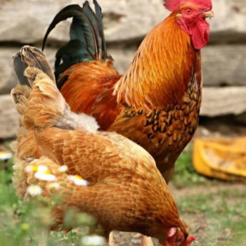 VINAYAGA TRADERS - Fresh Country Chicken 1kg - Tender Meat in Usilampatti