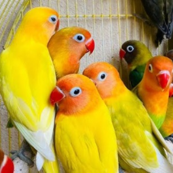 PUDUVAI PETS AQUATIC - African Lovebirds Green Black Sounds Set in Ariankuppam