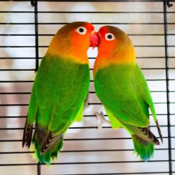 Colorful African Lovebirds Green Black Sounds Set at PUDUVAI PETS AQUATIC in Ariankuppam - Image 1