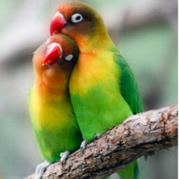 Colorful African Lovebirds Green Black Sounds Set at PUDUVAI PETS AQUATIC in Ariankuppam - Image 2