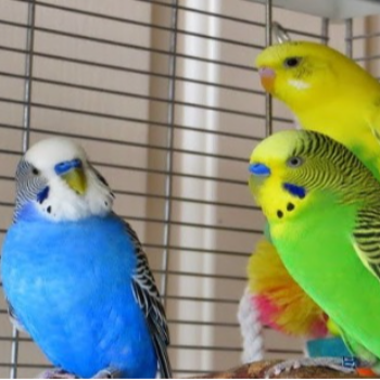 PUDUVAI PETS AQUATIC - Casa De Amor Budgies Care Guide in Ariankuppam