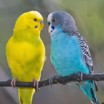 Casa De Amor Budgies Care Guide displayed at PUDUVAI PETS AQUATIC in Ariankuppam. - Image 1