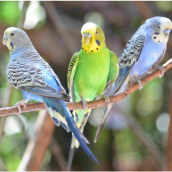 Casa De Amor Budgies Care Guide displayed at PUDUVAI PETS AQUATIC in Ariankuppam. - Image 2