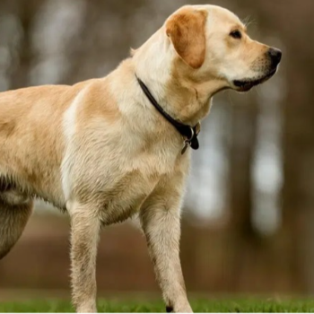 A Labrador Retriever at PUDUVAI PETS AQUATIC in Ariankuppam, showcasing its friendly demeanor and family-friendly traits. - Image 1