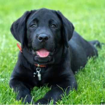 A Labrador Retriever at PUDUVAI PETS AQUATIC in Ariankuppam, showcasing its friendly demeanor and family-friendly traits. - Image 2