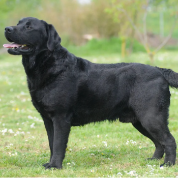 A Labrador Retriever at PUDUVAI PETS AQUATIC in Ariankuppam, showcasing its friendly demeanor and family-friendly traits. - Image 3