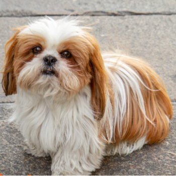 Adorable Shih Tzu puppies for sale at PUDUVAI PETS AQUATIC in Ariankuppam - Image 1