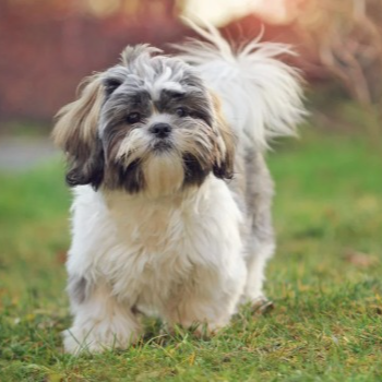 Adorable Shih Tzu puppies for sale at PUDUVAI PETS AQUATIC in Ariankuppam - Image 2