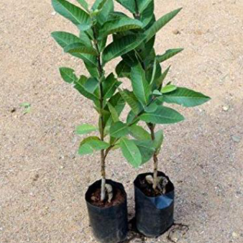 Premium Guava Plant (पेरू) Umarkhed VIDHARBHAFARMS AGRO PRODUCER COMPANY LTD C/O  BAPURAO WANKHEDE AMANPUR, TQ UMARKHED, Maharashtra, 445206