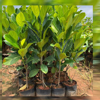 Proliphus Jack Fruit Plant (फणस) Umarkhed VIDHARBHAFARMS AGRO PRODUCER COMPANY LTD C/O  BAPURAO WANKHEDE AMANPUR, TQ UMARKHED, Maharashtra, 445206