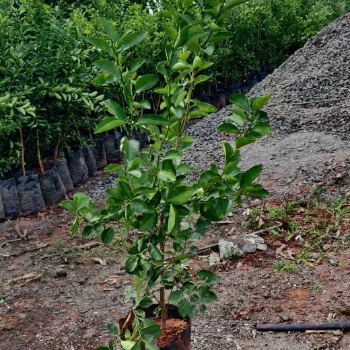 VIDHARBHAFARMS AGRO PRODUCER COMPANY LTD - Lemon Plant (लिंबू) High Yield Umarkhed in Umarkhed