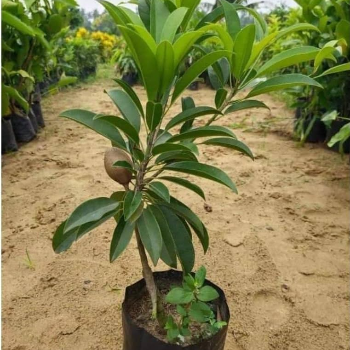 VIDHARBHAFARMS AGRO PRODUCER COMPANY LTD - Sapota Plant (Chikoo) Umarkhed - Grafted Variety in Umarkhed