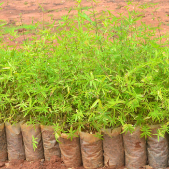VIDHARBHAFARMS AGRO PRODUCER COMPANY LTD - Premium Bamboo Plant (बांबू) Umarkhed in Umarkhed