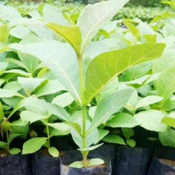 VIDHARBHAFARMS AGRO PRODUCER COMPANY LTD - Teak Plant (सागवान) Umarkhed - Fast-Growing Timber in Umarkhed