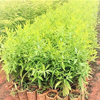 VIDHARBHAFARMS AGRO PRODUCER COMPANY LTD - Premium Chandan Plant (चंदन) Umarkhed in Umarkhed