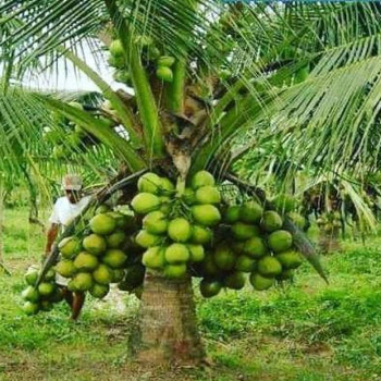  Coconut Plant (नारळ) High Yield Sapling Umarkhed VIDHARBHAFARMS AGRO PRODUCER COMPANY LTD C/O  BAPURAO WANKHEDE AMANPUR, TQ UMARKHED, Maharashtra, 445206