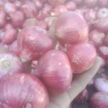 NILAM DEVI - Fresh Onion Premium Quality Kitchen Essential in Gurugram