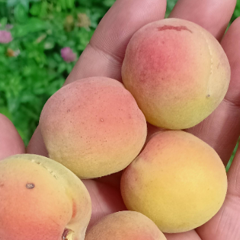 SAJJAD AHMED PANDIT - Premium Apricot Sweet & Healthy Dry Fruit in Baramulla