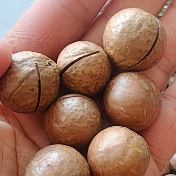 SAJJAD AHMED PANDIT - Premium Macadamia Nuts Crunchy Roasted Snack in Baramulla