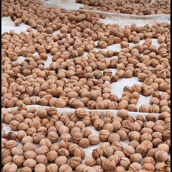 SAJJAD AHMED PANDIT - Premium Wallnut Paper Shell Crunchy Nutritious Dry Fruit in Baramulla