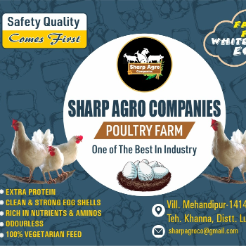 SHARP AGRO COMPANIES - High Protein Rich Eggs in Khanna by Sharp Agro in Khanna