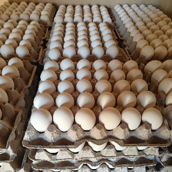 SHARP AGRO COMPANIES - Farm Fresh Eggs in Khanna by Sharp Agro in Khanna