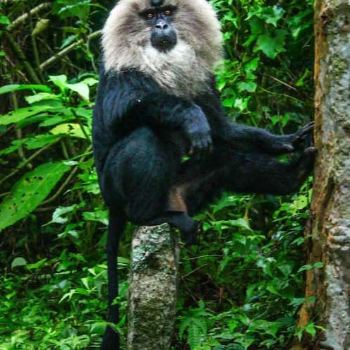 SRI PALANI ANDAVAR TRAVELS - Wildlife Tour Scenic Safaris & Nature Experiences in Salem