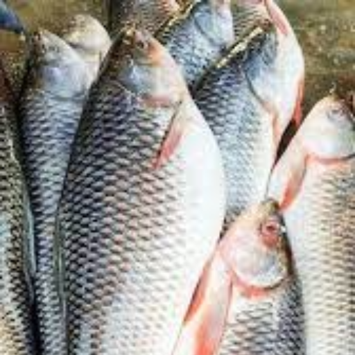 BJS FISH COMPNY - Fresh Catla Fish Premium Large-Cut Curry Pieces in Hyderabad