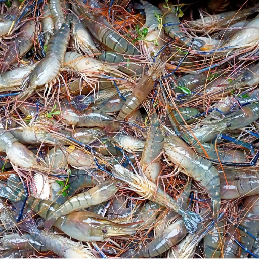 Fresh Prawns High Protein Seafood Delight - Image 1