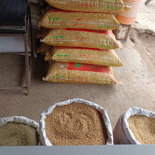Premium Wheat Clean Sortex Quality Grain (Per Quintal) - Image 3