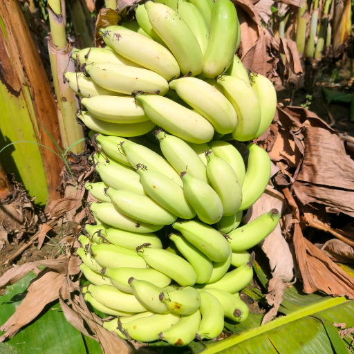 Fresh bananas available at MADHU SUDHAN grocery store in Anekal, showcasing their vibrant yellow color and appealing texture.