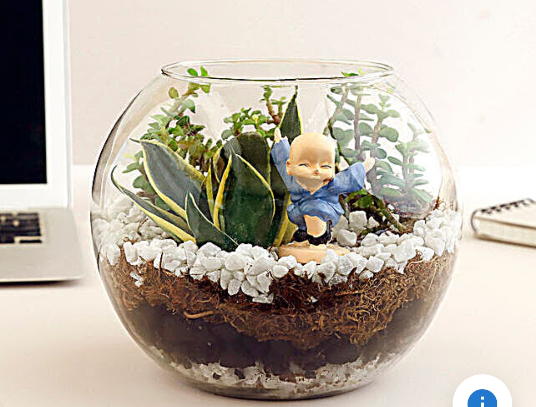 Zinnia Zahara - Live Plant Terrarium Gift Glass Bowl Décor in Pune