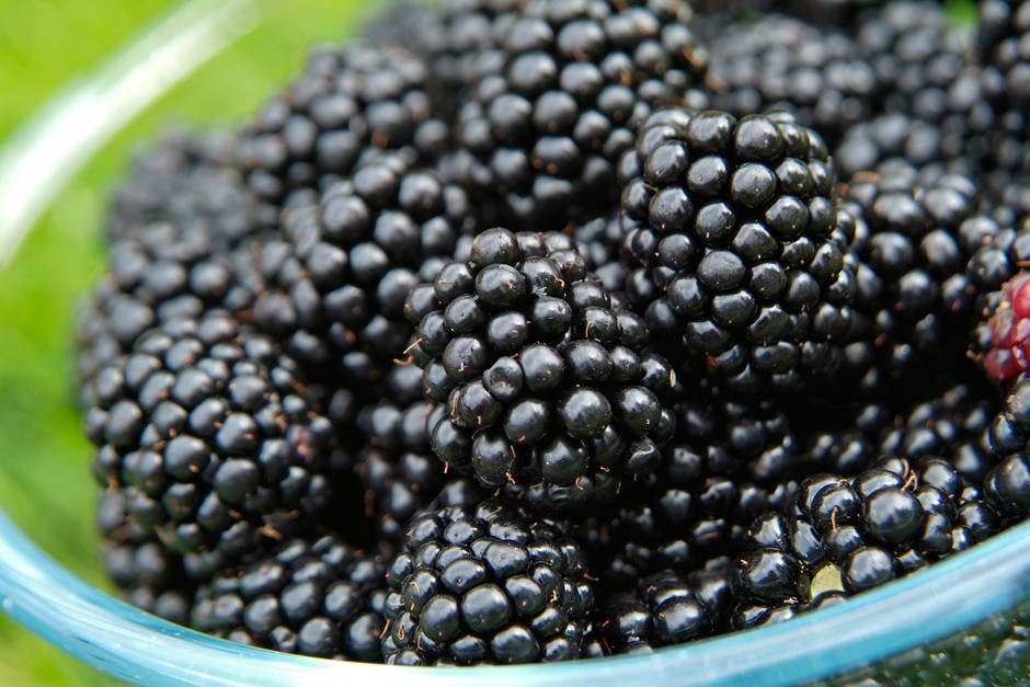  Premium Blackberries - Juicy & Fresh Berries BAGWAN FRUITS And JUICE CENTRE No. 32/1A/1, WESTPORT 414 S, 30, Pan Card Club Rd, Baner, Pune, Maharashtra 411045