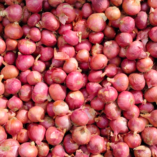 BADSHAH TRADERS 2 - Organic Onion Vegetables - Fresh & Flavorful in Samastipur