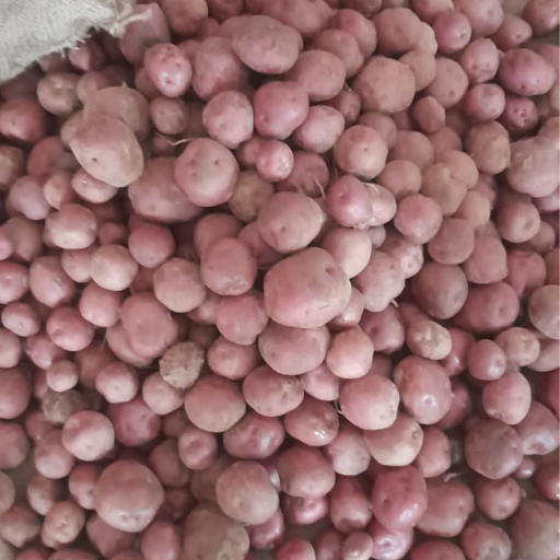 BADSHAH TRADERS 2 - Mohan Kupri Potato and Seed in Samastipur