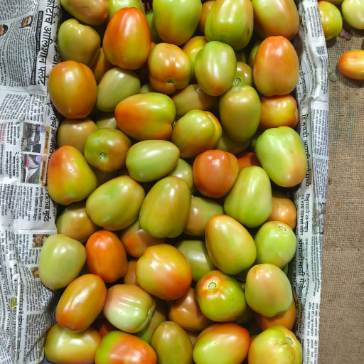 BADSHAH TRADERS 2 - Export Quality Tometo - Fresh & Juicy in Samastipur