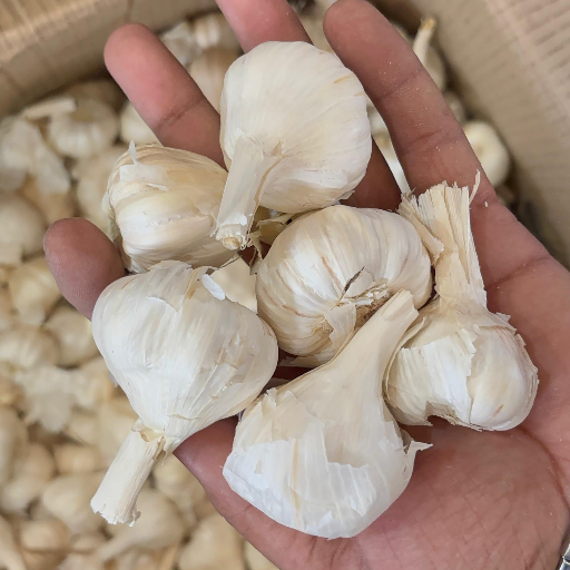 BADSHAH TRADERS 2 - Export Quality Garlic from Samastipur, BR in Samastipur