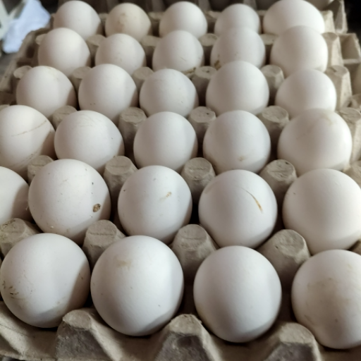 MOHAN KARYANA STORE - Farm Eggs Fresh Nutrient-Rich 30 Pcs Tray in Patiala